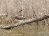 Green Heron Hunches on a Log Photographic Print by Heather Perry
