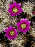Pink-Flower Hedgehog Cactus, Anza-Borrego Desert State Park, California Photographic Print by Tim Laman