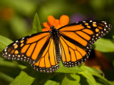 Monarch Butterfly at the Lincoln Children's Zoo, Nebraska Photographie par Joel Sartore