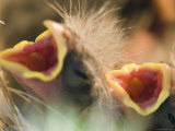 Nesting House Finch Chicks Awaiting Food, California Photographic Print by Rich Reid