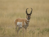 Pronghorn Antelope at Charles M. Russell National Wildlife Refuge Photographic Print by Joel Sartore