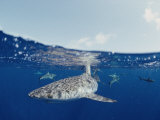 Gray Reef Sharks 写真プリント - ビル・ビル・カートシンガー
