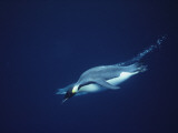Emperor Penguins in Search of Squid 写真プリント - ビル・ビル・カートシンガー