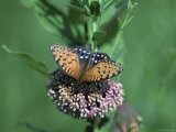 Regal Fritillary Butterfly Rests on a Prairie Clover near Unadilla Photographie par Joel Sartore