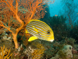 Ribbon SweetlipsFish by a Sea Fan, Bali, Indonesia Photographic Print by Tim Laman