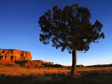 Pine Tree in Barren Land, New Mexico Fotografie-Druck von Brimberg & Coulson 