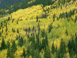 Fall-Colored Aspens in San Juan Mountains near Telluride, Colorado Photographic Print by Gordon Wiltsie