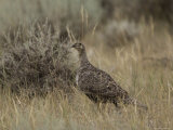 Sage Grouse in Montana Photographic Print by Joel Sartore