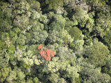 Remnant Forest in Mindongy du Sud National Park, Se Madagascar Fotografisk tryk af Michael Fay Remnant Forest in Mindongy du Sud National Park, Se Madagascar Fotografisk tryk af Michael Fay