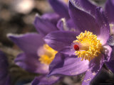 Pasqueflower's Nectar Attracts a Mite, Alaska Photographic Print by Michael S. Quinton