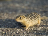 Ground Squirrel in Wisconsin Lámina fotográfica por Joel Sartore Ground Squirrel in Wisconsin Lámina fotográfica por Joel Sartore