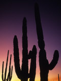 Saguaro Cactus Are Silhouetted by an Arizona Sunset Photographic Print by Bill Hatcher