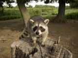 Raccoon at a Wildlife Rescue Member's Home in Eastern Nebraska Photographic Print by Joel Sartore