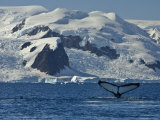 Humpback Whale Shows its Fluke, Paradise Bay, Antarctica Photographic Print by Ralph Lee Hopkins