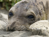 Elephant Seal Relaxing on the Beach, California Photographic Print by Rich Reid