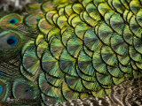 Plumes de paon Photographie par Tim Laman