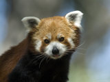 Red Panda at Zoo Montana in Billings Photographic Print by Joel Sartore