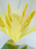 Extreme Close-Up of the Center of a White Tulip, France Photographie par Stephen Sharnoff