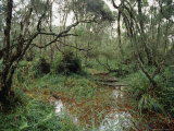 Mountain Swamp Gum, Blackwood Acacia, Sedge and Australian Gypsywort Photographic Print by Jason Edwards