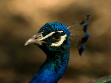 Peacock at the Lincoln Children's Zoo, Nebraska Photographic Print by Joel Sartore