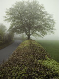 Hedge-Lined Country Road in Somerset, England Fotografisk tryk af Sam Abell Hedge-Lined Country Road in Somerset, England Fotografisk tryk af Sam Abell