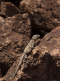 Giant Chuckwalla on San Esteban Island, Baja California, Mexico Photographic Print by Ralph Lee Hopkins