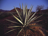 Mexico, Oaxaca, Field of Agave Plants for Making Tequila Photographic Print by Brimberg & Coulson 