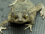 Puerto Rican Crested Toad at the Omaha Zoo, Nebraska Photographic Print by Joel Sartore
