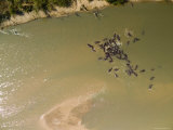 Pod of Hippos in the Luangwa River, Thousands Live in This River, Zambia Photographic Print by Michael Fay