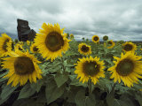 Champ de tournesols Photographie par Annie Griffiths Belt