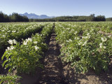 Potato Fields in Matanuska Valley and the Chugach Mountains, Alaska Photographic Print by Rich Reid