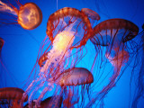 Fleet of Golden, Long-Tentacled Jellyfish, California Lámina fotográfica por Sisse Brimberg Fleet of Golden, Long-Tentacled Jellyfish, California Lámina fotográfica por Sisse Brimberg