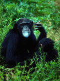 Infant Chimpanzee Watches its Mother Smoke a Cigarette Photographic Print by Annie Griffiths Belt