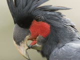 Portrait of a Captive Palm Cockatoo, Singapore Photographic Print by Tim Laman