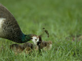 Peahen and Her Chicks, Omaha Zoo, Nebraska Photographic Print by Joel Sartore