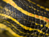 Pond Turtle in Burwell, Nebraska Photographic Print by Joel Sartore