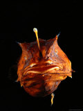 Deepsea Anglerfish Female with Parasitic Male Photographic Print by Darlyne A. Murawski