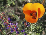 Desert Mariposa Tulip and Coulter's Lupine, Saline Valley, California Photographic Print by Gordon Wiltsie