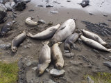 Elephant Seals Relaxing on the Beach, California Photographic Print by Rich Reid