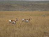 Pronghorn Antelope at the Charles M. Russell National Wildlife Refuge Photographic Print by Joel Sartore