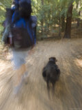 Man and his Dog Backpacking on Pine Ridge Trail, California Photographic Print by Rich Reid