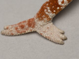 Panther Chameleon's Leg at the Lincoln Children's Zoo, Nebraska Photographic Print by Joel Sartore