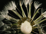 Extreme Close-Up of the Seedhead of a Dandelion Photographie par Sylvia Sharnoff