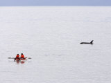 Kayakers Watch a Passing Killer Whale Photographic Print by Ralph Lee Hopkins