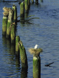 Gulls Nest Atop Pilings in the Nehalem River, Oregon Photographic Print by Phil Schermeister