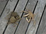Crabs on a Pier, Brooklyn, New York Photographic Print by Todd Gipstein
