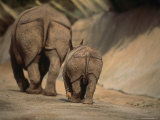 Indian Rhinoceros and Her Baby at a Zoo, San Diego, California 写真プリント - マイケル・ニコルズ Indian Rhinoceros and Her Baby at a Zoo, San Diego, California 写真プリント - マイケル・ニコルズ