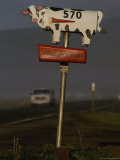 Cow Mailbox Neat Tillamook, Oregon Photographic Print by Phil Schermeister