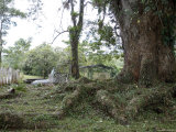 Giant Roots, Tree, in a Cemetery in Remote el Castillo, Nicaragua Photographie par David Evans