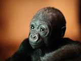 Infant Gorilla in a Zoo Photographie par Michael Nichols
